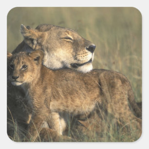 Sticker Carré Kenya, réserve de gibier Masai Mara, lionne