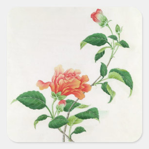 Sticker Carré Ketmie