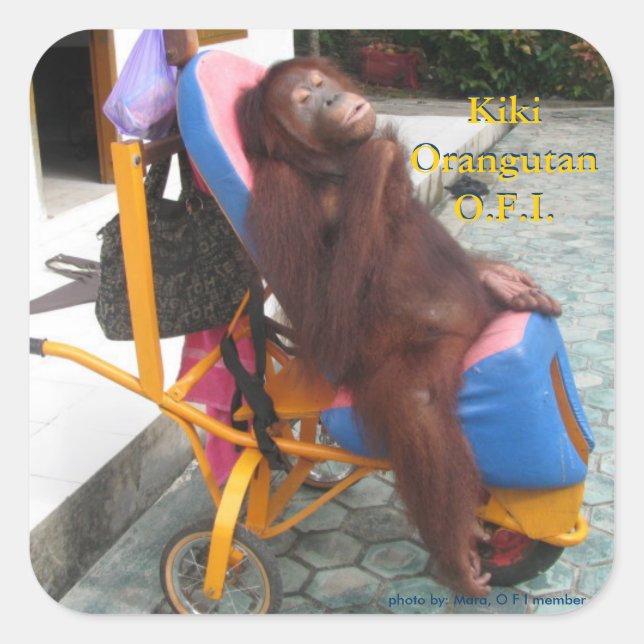 Sticker Carré KiKi Orangutan en fauteuil roulant (Devant)