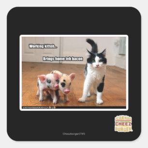 Sticker Carré Kitteh fonctionnant