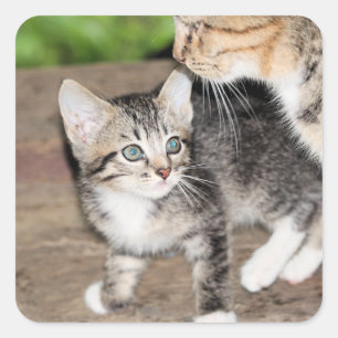 Sticker Carré Kitten