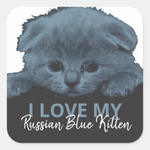 Sticker Carré Kitten bleu russe