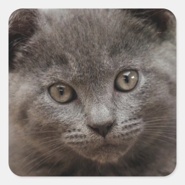 Sticker Carré Kitten bleu russe (Devant)