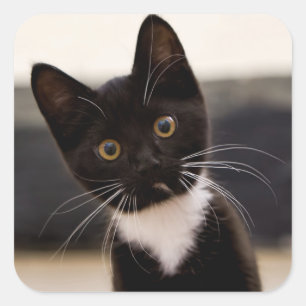 Sticker Carré Kitten de Cute Black And White Tuxedo