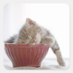 Sticker Carré Kitten Dormir au bol