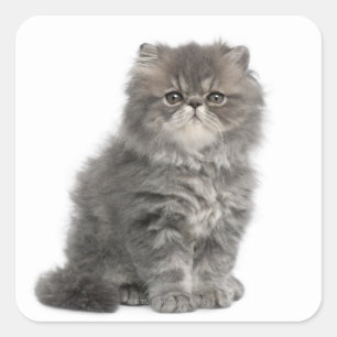Sticker Carré Kitten persan (2 mois) assis
