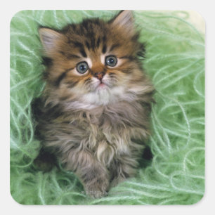 Sticker Carré Kitten perse