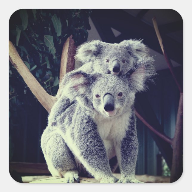 Sticker Carré Koala Bear (Devant)