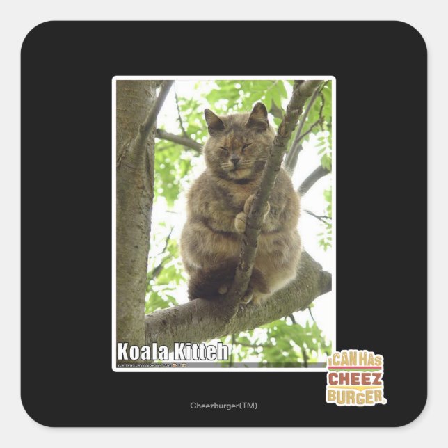Sticker Carré Koala Kitteh (Devant)