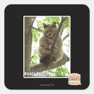 Sticker Carré Koala Kitteh