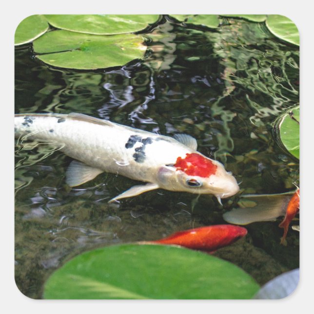 Sticker Carré Koi Pond (Devant)
