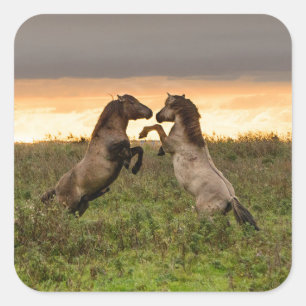 Sticker Carré La danse des chevaux sauvages
