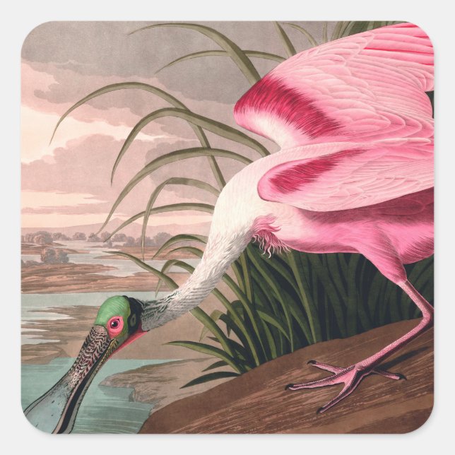 Sticker Carré La faune des oiseaux d'Audubon de Spoonbill Roseat (Devant)