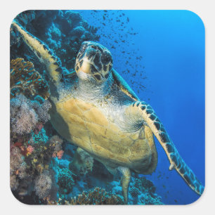 Sticker Carré La Mer Rouge verte de la tortue de mer  