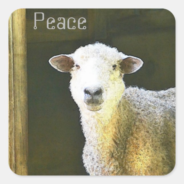 Sticker Carré La Paix des moutons du pays (Devant)