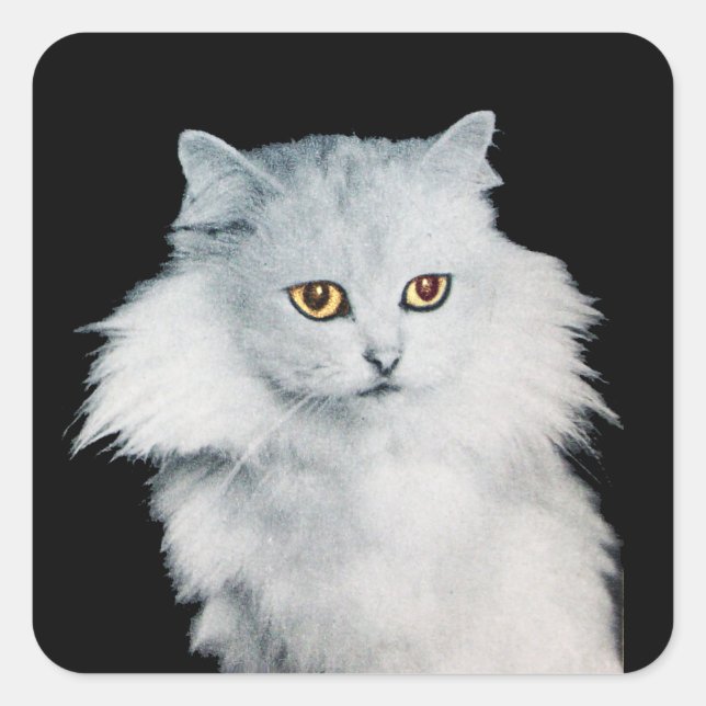 STICKER CARRÉ LA REINE DES CHATS BLANCS (Devant)