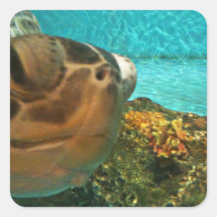 Sticker Carré La tortue de mer surprise