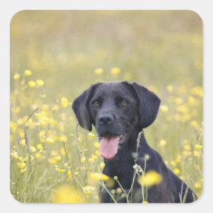 Sticker Carré Labrador noir 16 mois