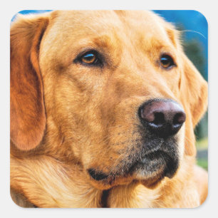 Sticker Carré Labrador retriever d'or
