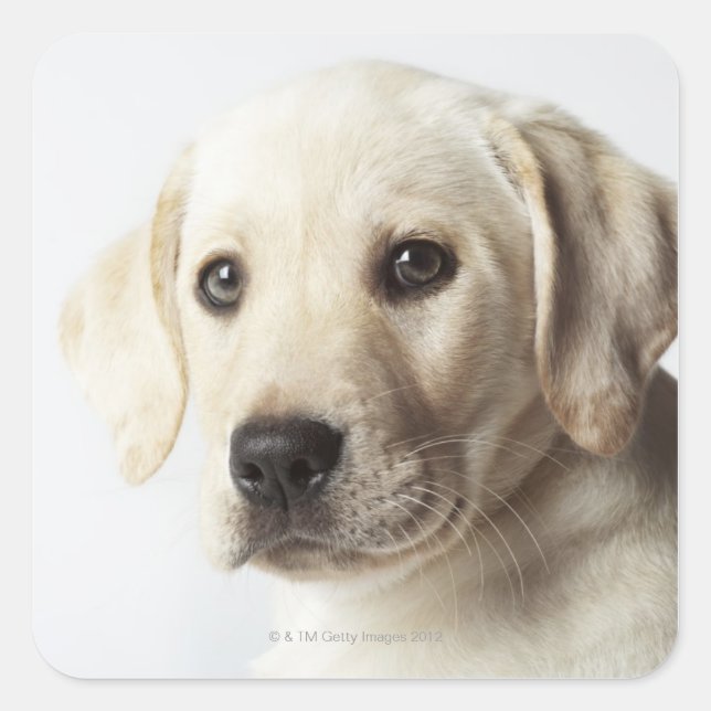 Sticker Carré Labrador Retriever Puppy (Devant)
