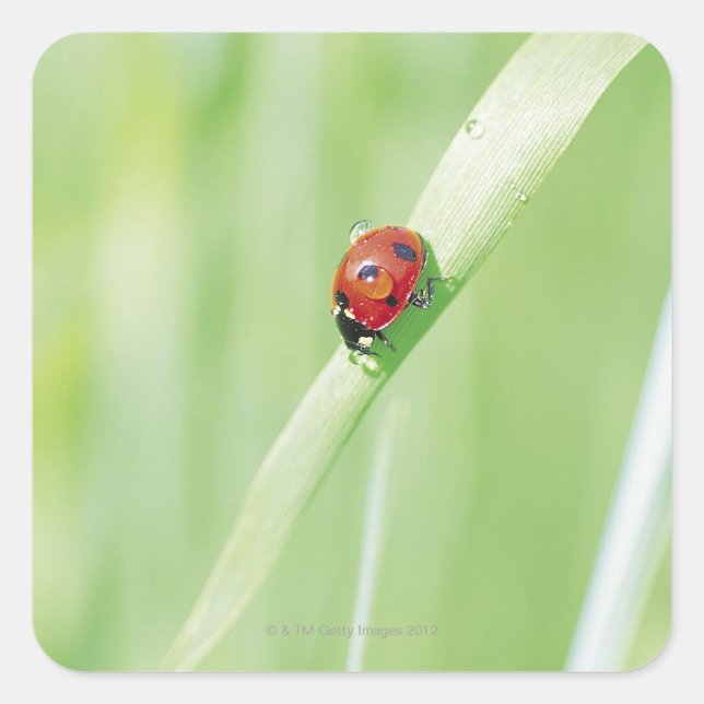 Sticker Carré Ladybug (Devant)