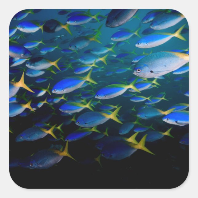 Sticker Carré Laja Ampat Sous-marin 5 (Devant)