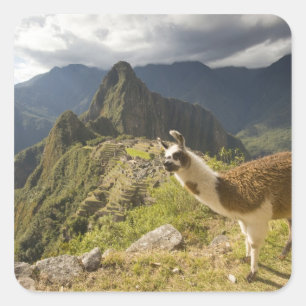 Sticker Carré Lamas et un regard sur Machu Picchu,