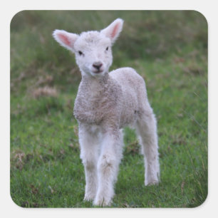 Sticker Carré Lamb Baby Sheep Farm Animal