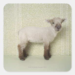 Sticker Carré Lamb debout à l'intérieur, et papier peint floral