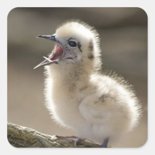 Sticker Carré L'Amérique du Nord, îles hawaïennes du nord-oue