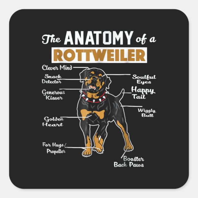 Sticker Carré L'Anatomie D'Un Rottweiler | AMOUREUX DES CHIENS C (Devant)