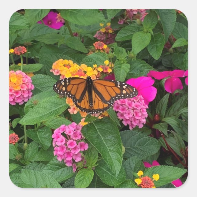 Sticker Carré Lantana florale rose jaune vert avec papillon (Devant)