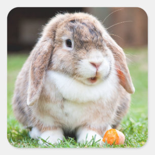 Sticker Carré lapin à oreilles de lop mignon