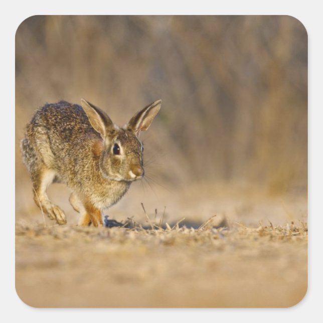 Sticker Carré lapin à queue blanche de l'Est sautant (Devant)