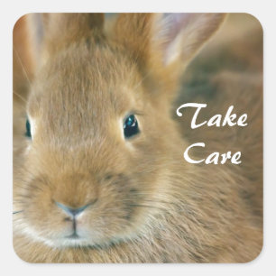 Sticker Carré Lapin de garenne
