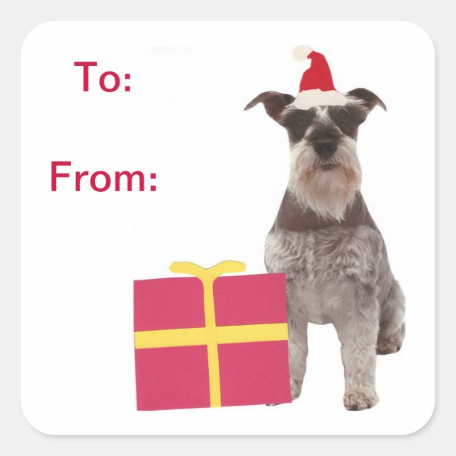 Sticker Carré Le cadeau de casquette de Père Noël de Schnauzer (Devant)