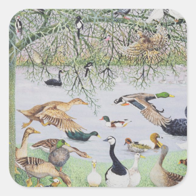 Sticker Carré Le canard fou (Devant)