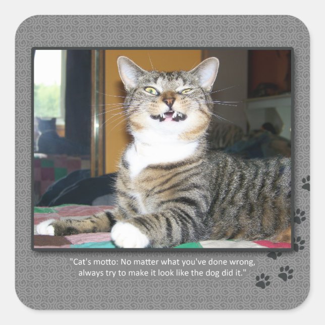 Sticker Carré Le chat blâme le chien (Devant)