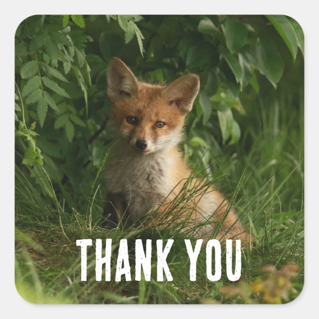 Sticker Carré Le chou renard dans un Merci de forêt verte (Devant)