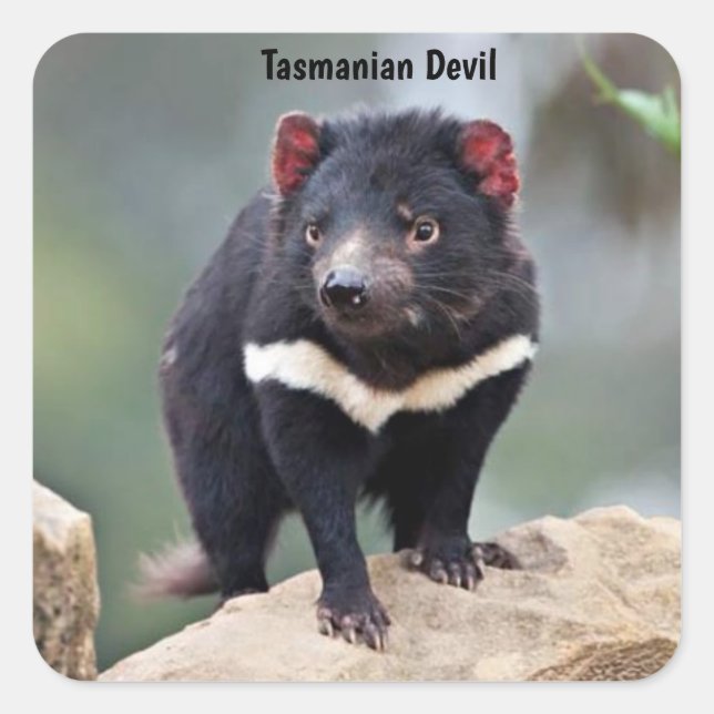 Sticker Carré Le diable de Tasmanie en Australie (Devant)