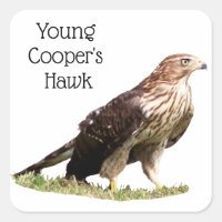 Le faucon de Young Cooper
