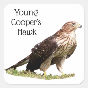 Sticker Carré Le faucon de Young Cooper