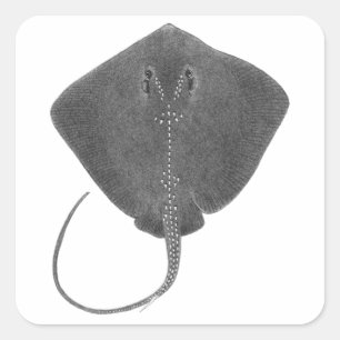 STICKER CARRÉ LE GRAND SUD