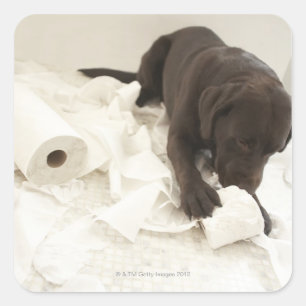Sticker Carré Le labrador brun chocolat.