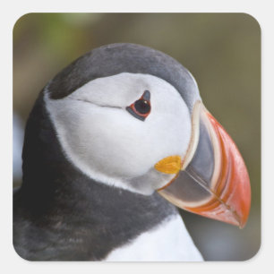 Sticker Carré Le Macareux atlantique, un oiseau de mer pélagique