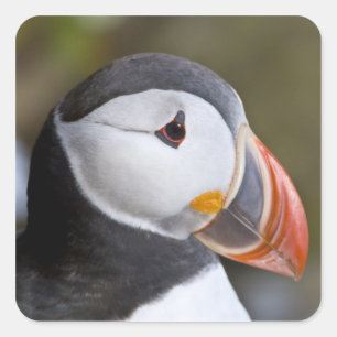 Sticker Carré Le Puffin Atlantique, un oiseau marin pélagique