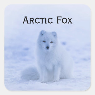 Sticker Carré Le renard arctique blanc dans la faune de neige