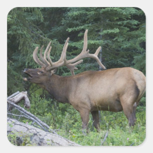 Sticker Carré Le wapiti à la broche dans le parc national Banff,