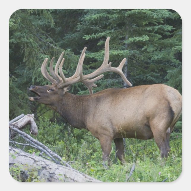 Sticker Carré Le wapiti à la broche dans le parc national Banff, (Devant)