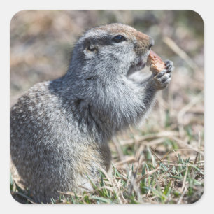 Sticker Carré L'écureuil terrestre (gopher, evrazka) mange du pa